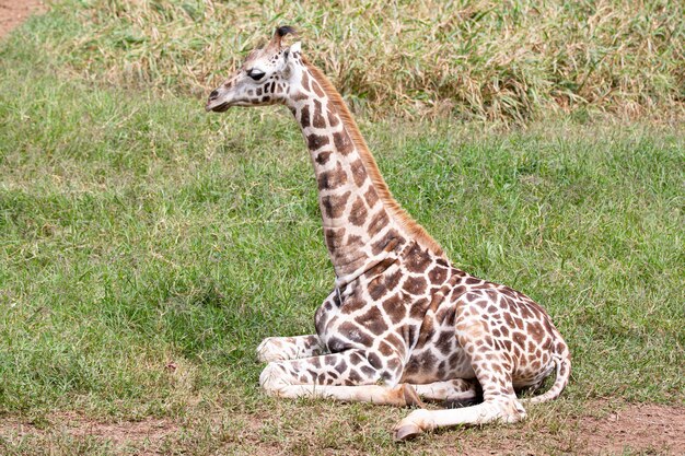 A girafa é um mamífero artiodáctilo africano - o animal terrestre vivo mais alto