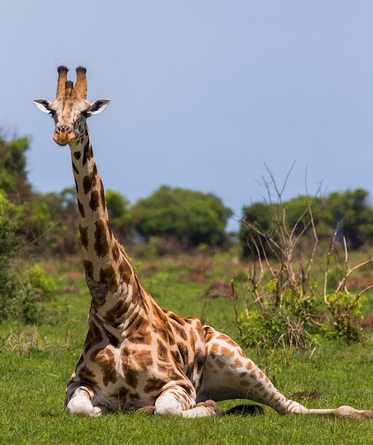 A girafa está deitada na grama.