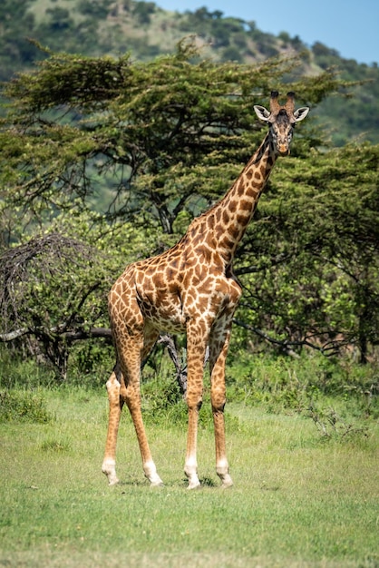 A girafa Masai está olhando para a câmera perto das árvores