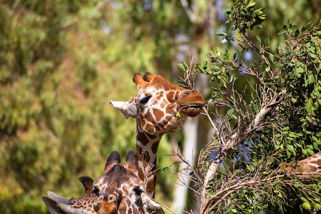 A girafa vive no zoológico de Israel Close de uma girafa comendo