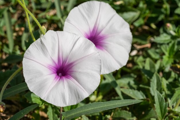 A glória da manhã branca floresce na manhã do jardim