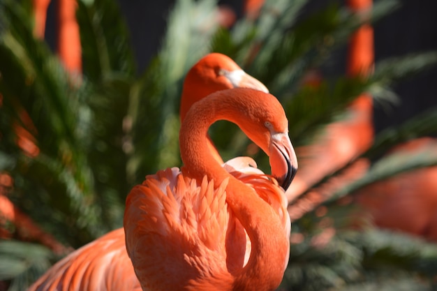 Foto a graça e a beleza do flamingo