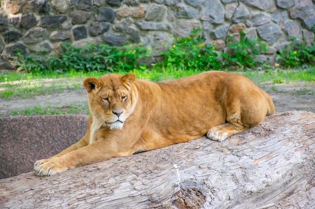 A graciosa leoa vive em um zoológico pitoresco.