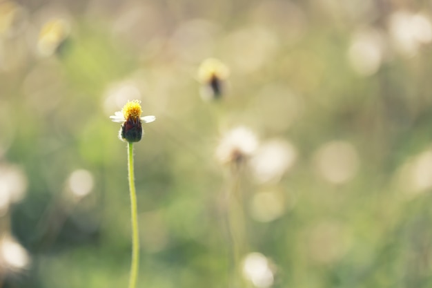 A grama da flor está florescendo.