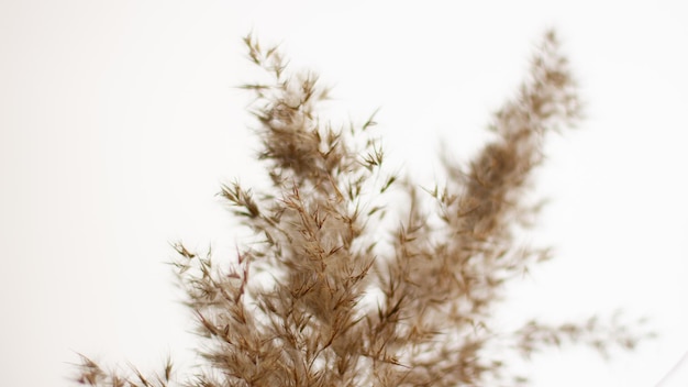 A grama dos pampas é uma cor marrom clara natural Sobre um fundo claro Fundo com grama suave e macia Grama fofa no fundo Cor neutra Tons pastel nude