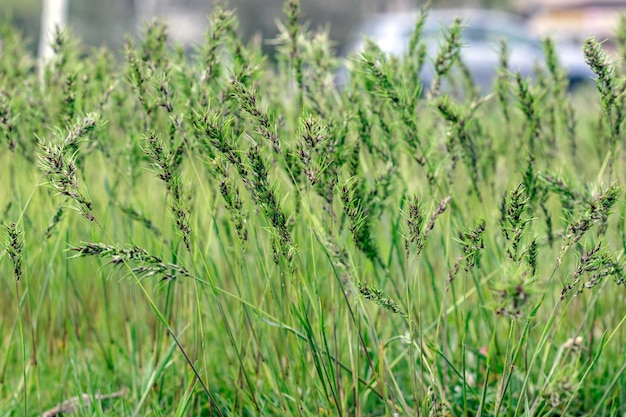 A grama Poa pratensis cresce no parque da cidadeSementes de gramaFundo naturalFoco seletivo