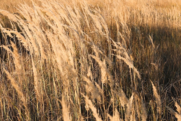 A grama seca dos pampas ao ar livre no campo é impulsionada pelo vento