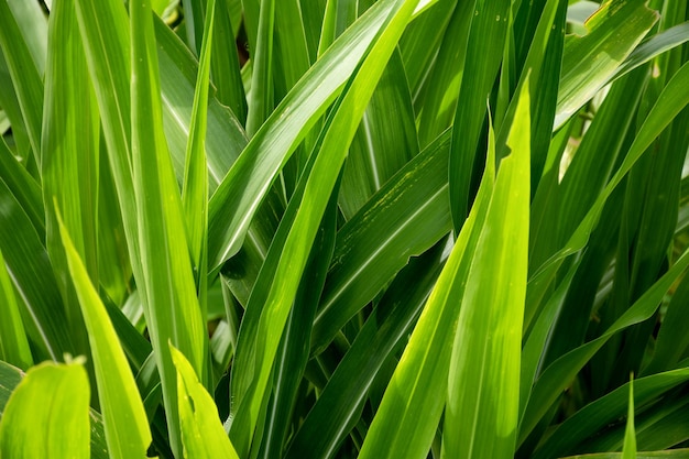 A grama verde bonita deixa o fundo da textura Quadro completo do tom da folha verde tropical