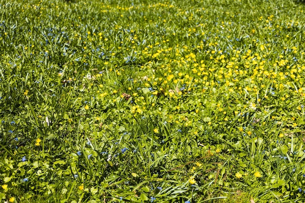 A grama verde com flores azuis e amarelas cresce e floresce no jardim botânico