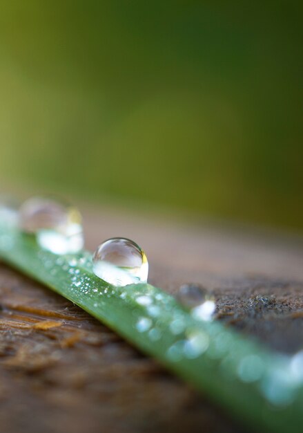 Foto a grama verde com pingos de chuva no jardim na natureza