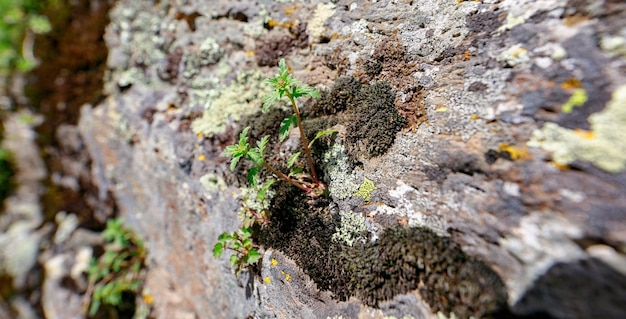 A grama verde crescendo a pedra