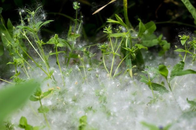 A grama verde e as plantas cobriam a lã de álamo como a neve branca.