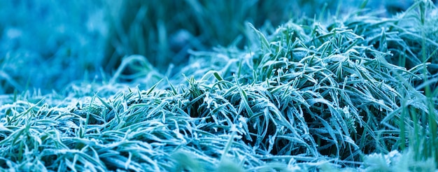 A grama verde está coberta de cristais de gelo Uma maravilhosa paisagem matinal de primavera ou outono