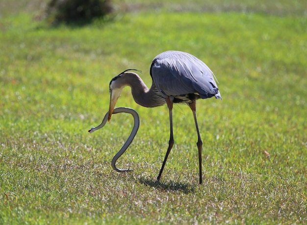 Foto a grande garça azul apanha uma cobra.