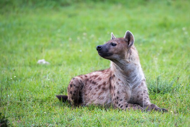 A hiena está deitada na grama na savana do Quênia