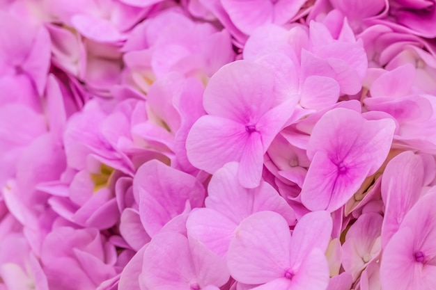 A hortênsia cor-de-rosa macia, bonita e romântica floresce o fundo.