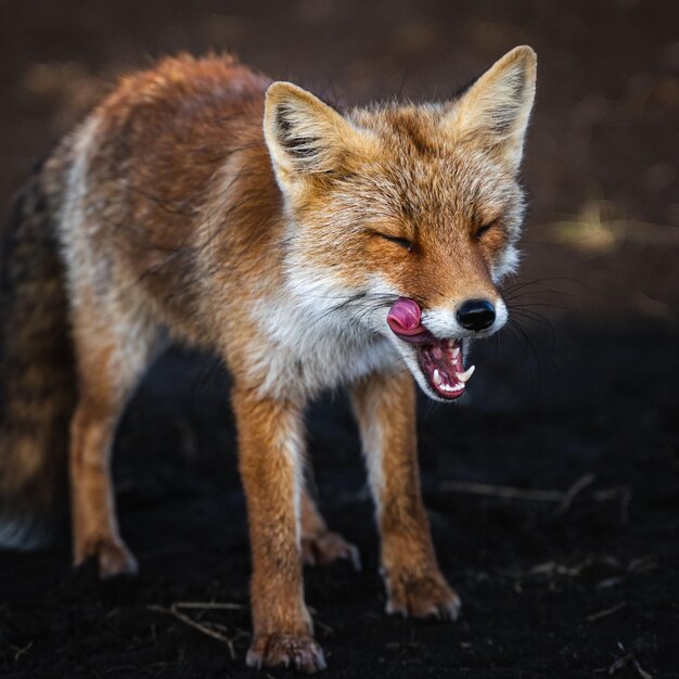 A IA gerou uma ilustração de uma adorável raposa vermelha em seu habitat natural