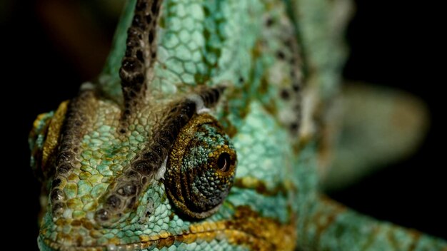 A iguana camaleão multicolorida está sentada em uma foto de close-up de galho