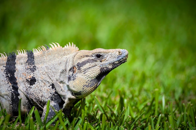 A iguana é um gênero de lagartos herbívoros. retrato de perto..