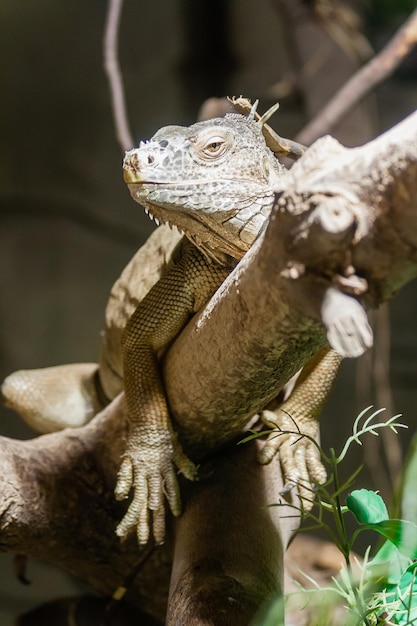 A iguana encontra-se em um galho