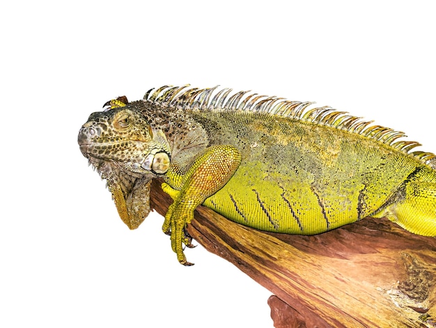 A iguana está deitada em uma árvore e virou a cabeça