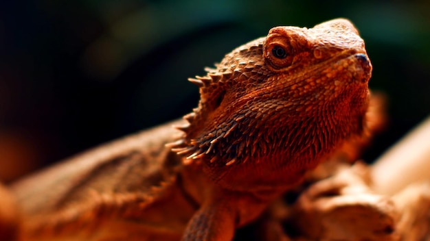 A iguana está sentada em um galho