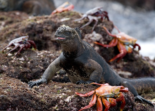 A iguana-marinha está sentada em uma rocha cercada por caranguejos vermelhos