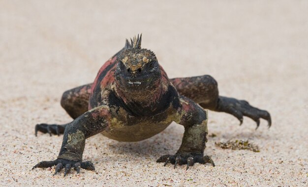 A iguana-marinha está sentada na areia branca