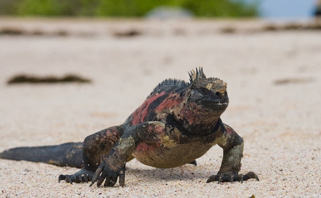 A iguana-marinha está sentada na areia branca