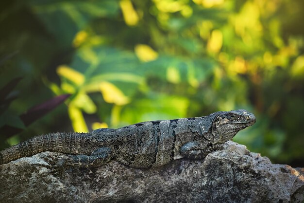 A iguana preta senta-se em uma pedra Yucatan México