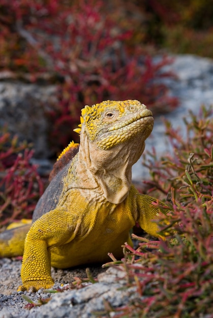 A iguana terrestre está sentada nas rochas