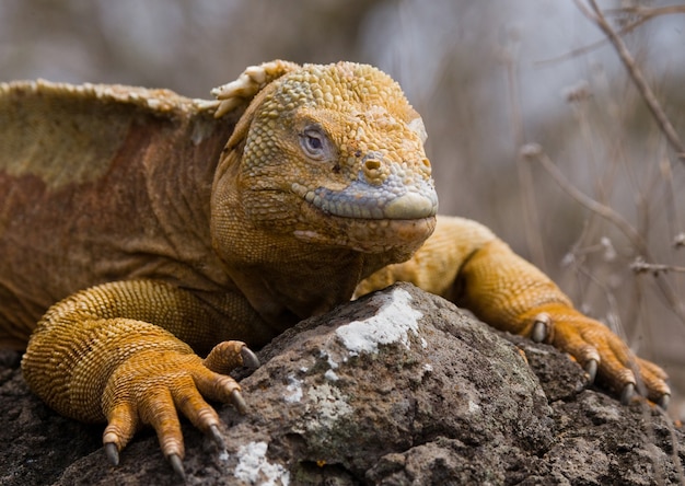A iguana terrestre está sentada nas rochas