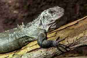 Foto a iguana utila em um galho ctenosaura bakeri é uma espécie de lagarto criticamente ameaçada de extinção