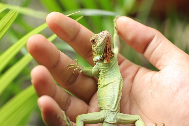 A iguana verde também conhecida como a iguana americana ou a iguana verde comum