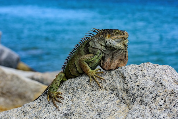 A iguana verde também conhecida como iguana americana é um réptil lagarto do gênero Iguana na família das iguanas.