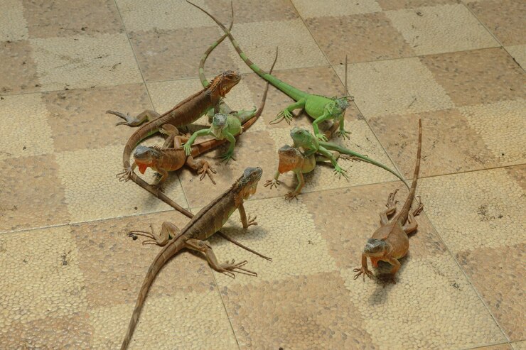 Foto a iguana verde, também conhecida como iguana americana ou iguana verde comum, é uma grande