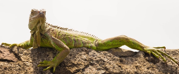 a iguana verde