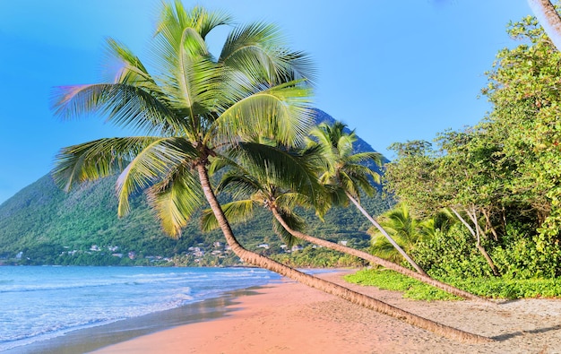 A ilha caribenha da Martinica da praia