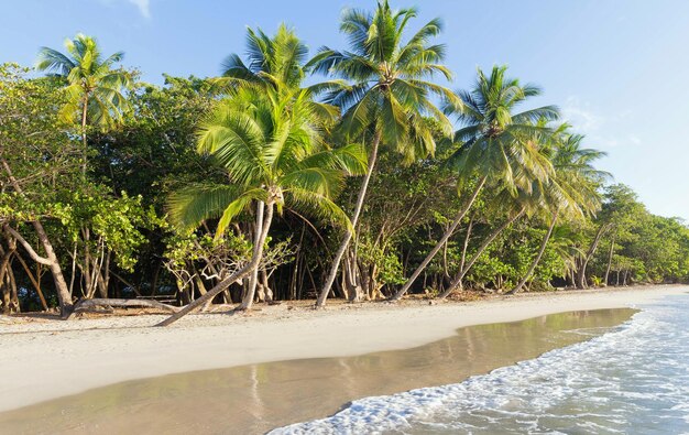 A ilha caribenha da Martinica da praia