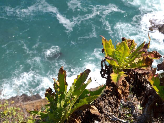 Foto a ilha de tenerife