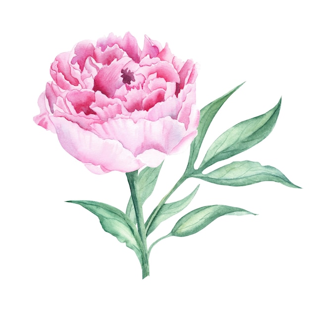 A ilustração botânica desenhada à mão da flor da peônia cor-de-rosa isolada no fundo branco pode ser