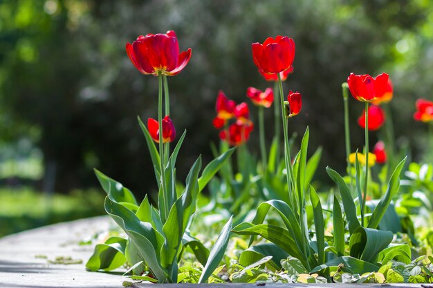 A imagem bonita do close-up da mola vermelha brilhante maravilhosa floresce tulipas nas hastes altas que florescem prodigamente no fundo verde borrado do bokeh no jardim ou no campo. beleza e proteção do conceito de natureza.