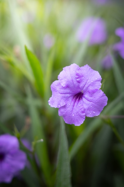 A imagem das flores coloridas