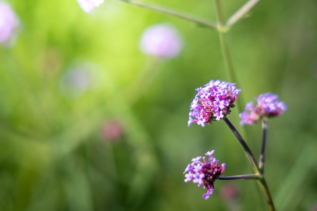 A imagem de fundo das flores coloridas, natureza de fundo