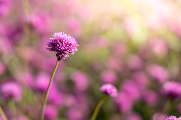 A imagem de fundo das flores coloridas, natureza de fundo