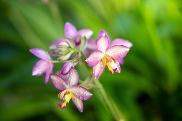 A imagem de fundo das flores coloridas