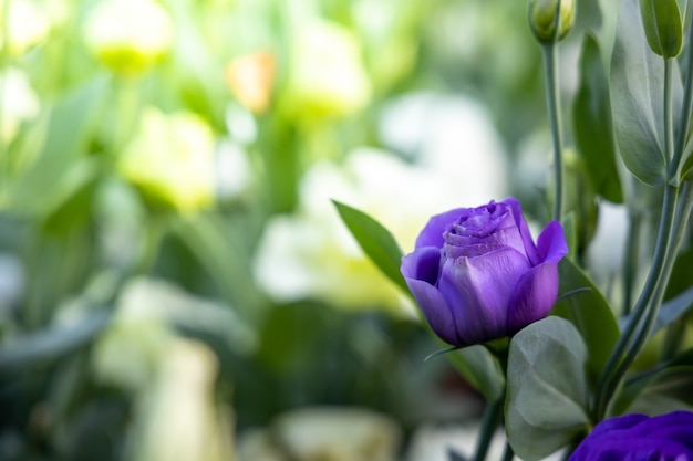 A imagem de fundo das flores coloridas