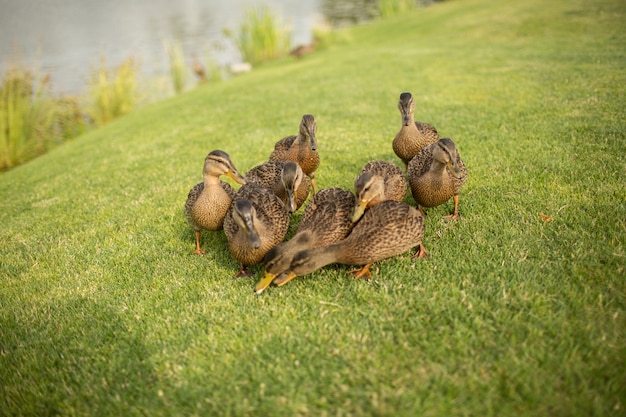 A imagem de nove paus selvagens na grama verde o mordisca junto. comer plantas fora no prado ou no parque. bela vida selvagem ao ar livre.