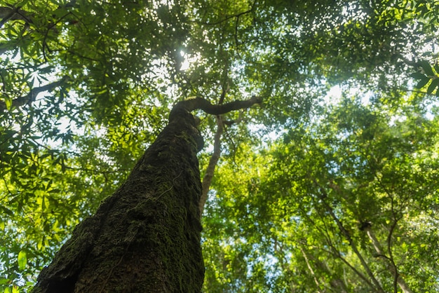 A imagem de recursos naturais abundantes.