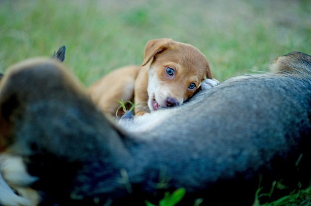 A imagem de um filhote de cachorro que come o leite materno da fome Conceito do amante do cão com espaço da cópia